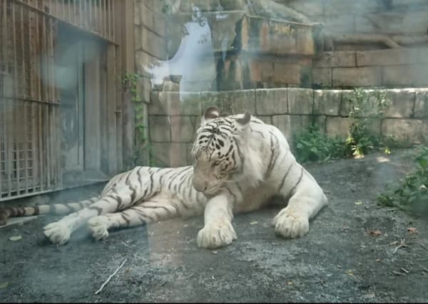 ホワイトタイガー