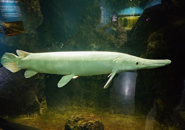 魚